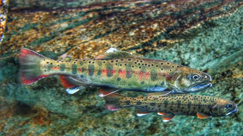 studio sul salmone masu