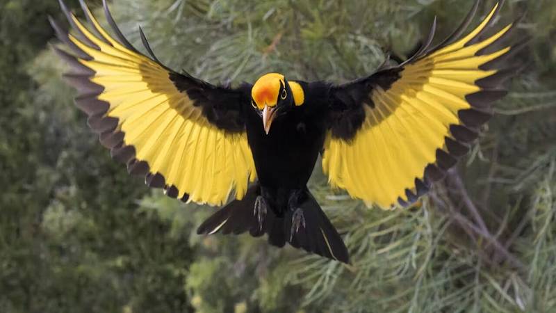 uccello giardiniere che viveva nell'antica Nuova Zelanda
