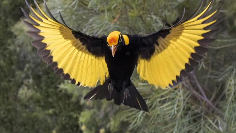 uccello giardiniere che viveva nell'antica Nuova Zelanda
