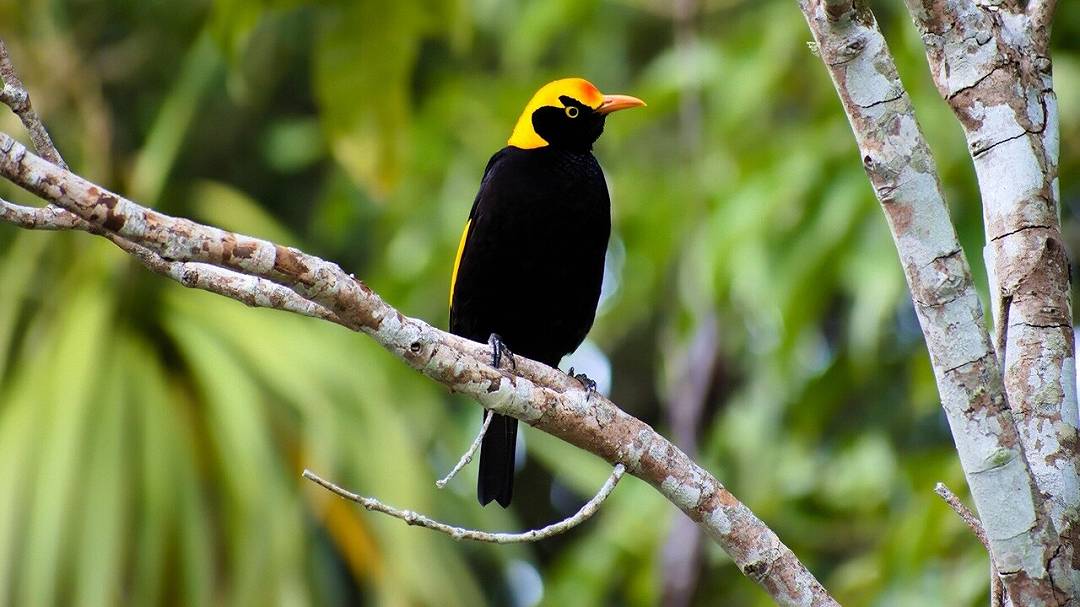Tecnologie moderne svelano un uccello giardiniere vissuto nel Miocene neozelandese
