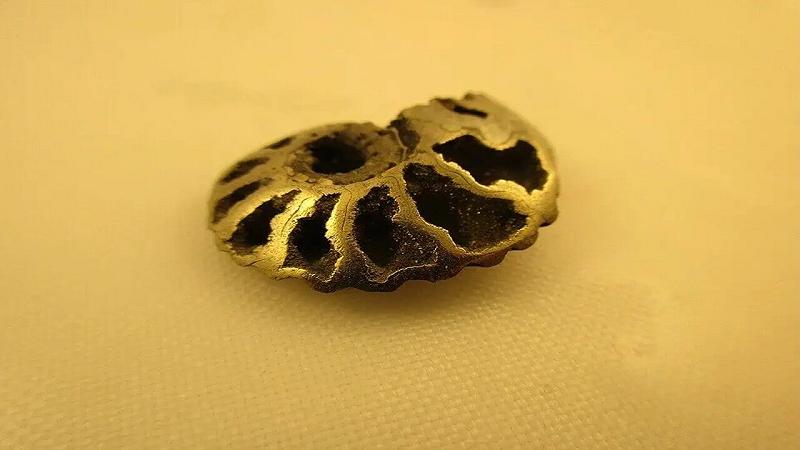 un esempio sorprendente di ammonite piritizzata