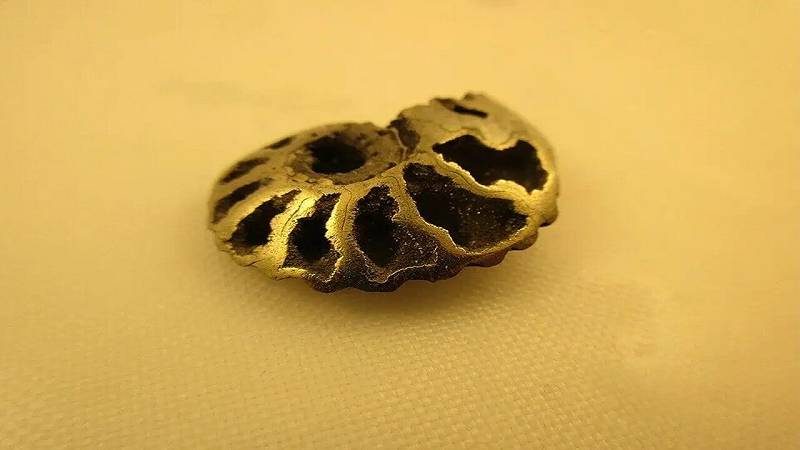 un esempio sorprendente di ammonite piritizzata