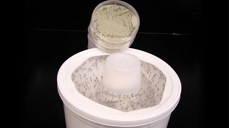 zanzare messe in un contenitore