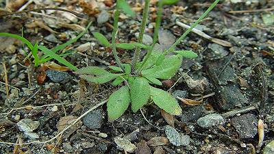 Un atlante delle proteine rivela come le piante resistono alle temperature estreme