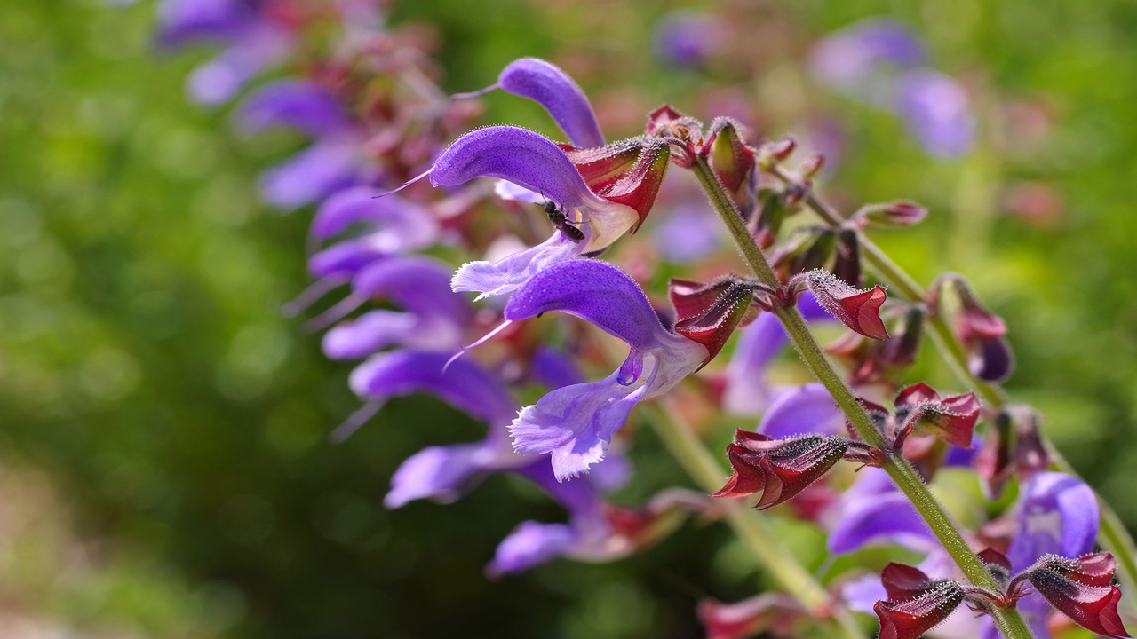 Salvia miltiorrhiza