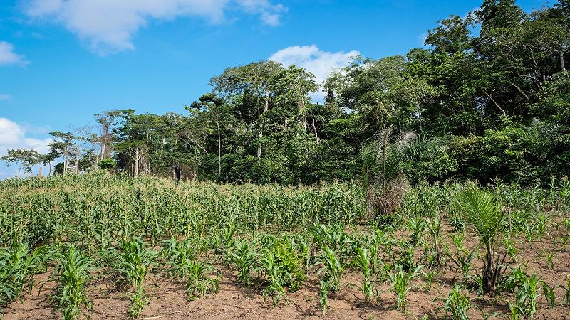 coltivazione itinerante in trasformazione
