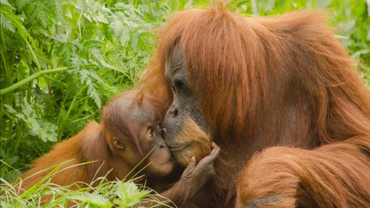 Un nuovo studio rivela che il bacio potrebbe avere origini antichissime