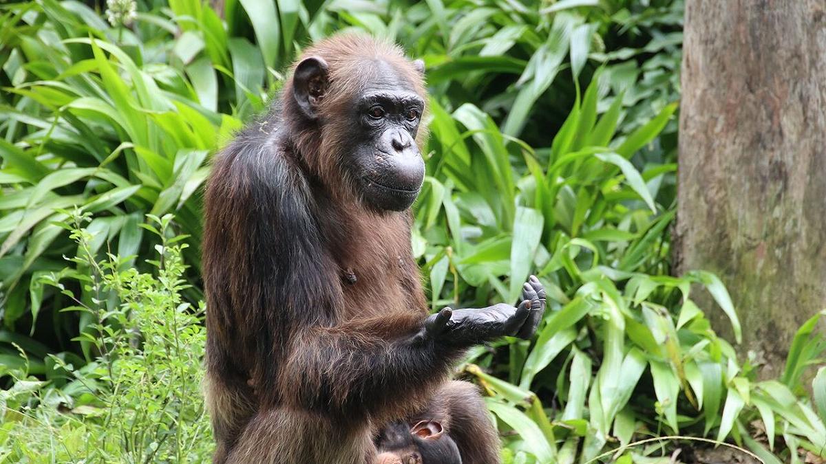 Un esperimento dimostra che gli scimpanzé possono ragionare come gli esseri umani