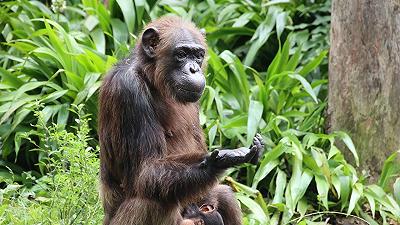 Un esperimento dimostra che gli scimpanzé possono ragionare come gli esseri umani