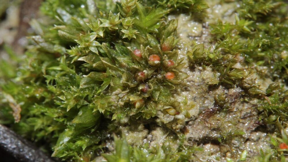 il Physcomitrium patens è noto per la sua capacità di vivere in alcuni degli ambienti più ostili del mondo