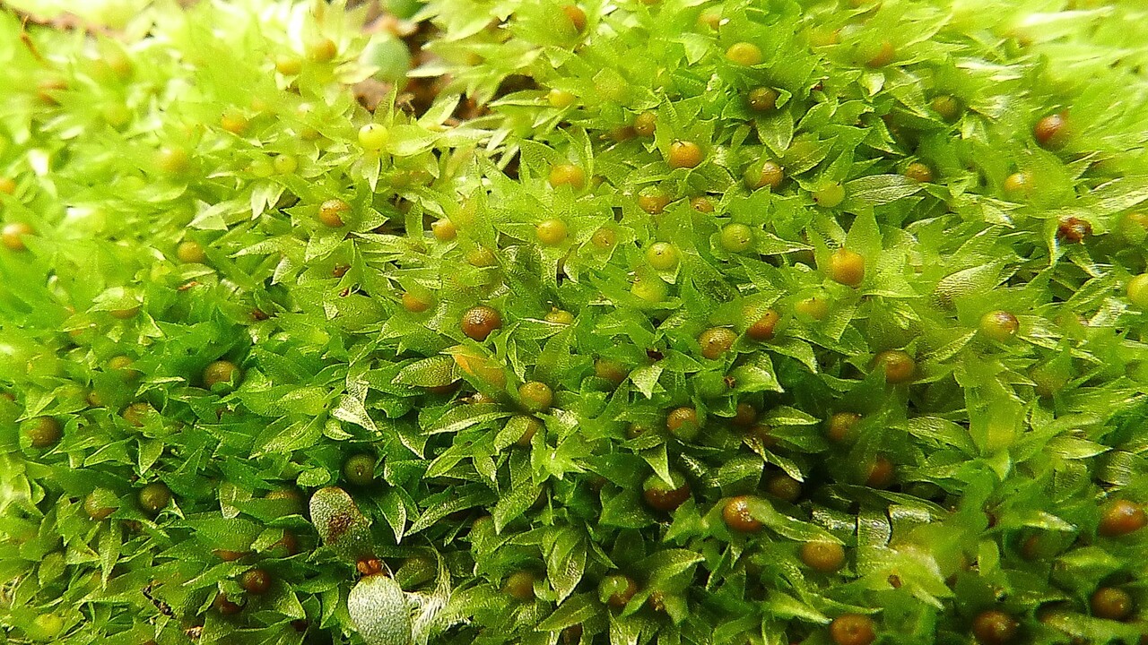 Un esperimento mostra che il muschio può sopravvivere alle condizioni estreme dello spazio