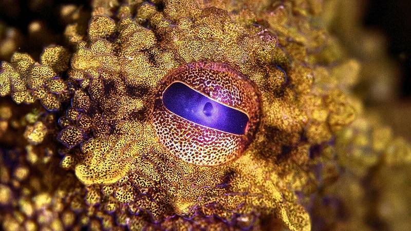 pelle psichedelica dei polpi