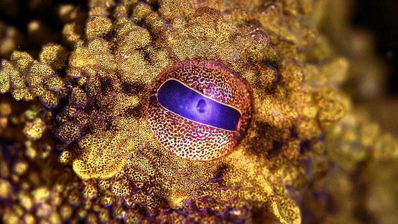 pelle psichedelica dei polpi