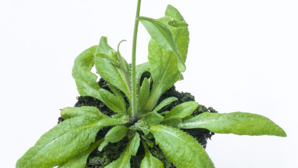 pianta Arabidopsis thaliana