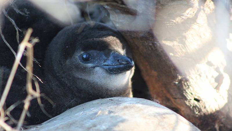 pulcino di pinguino africano