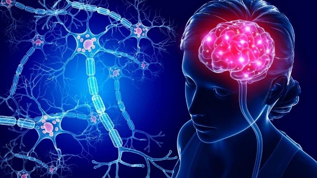 Il cervello umano non smette di crescere: nuove epoche svelano sorprese