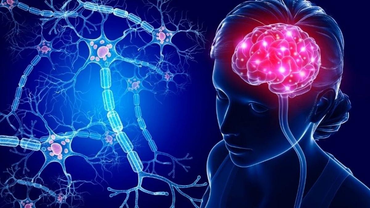 Il cervello umano non smette di crescere: nuove epoche svelano sorprese