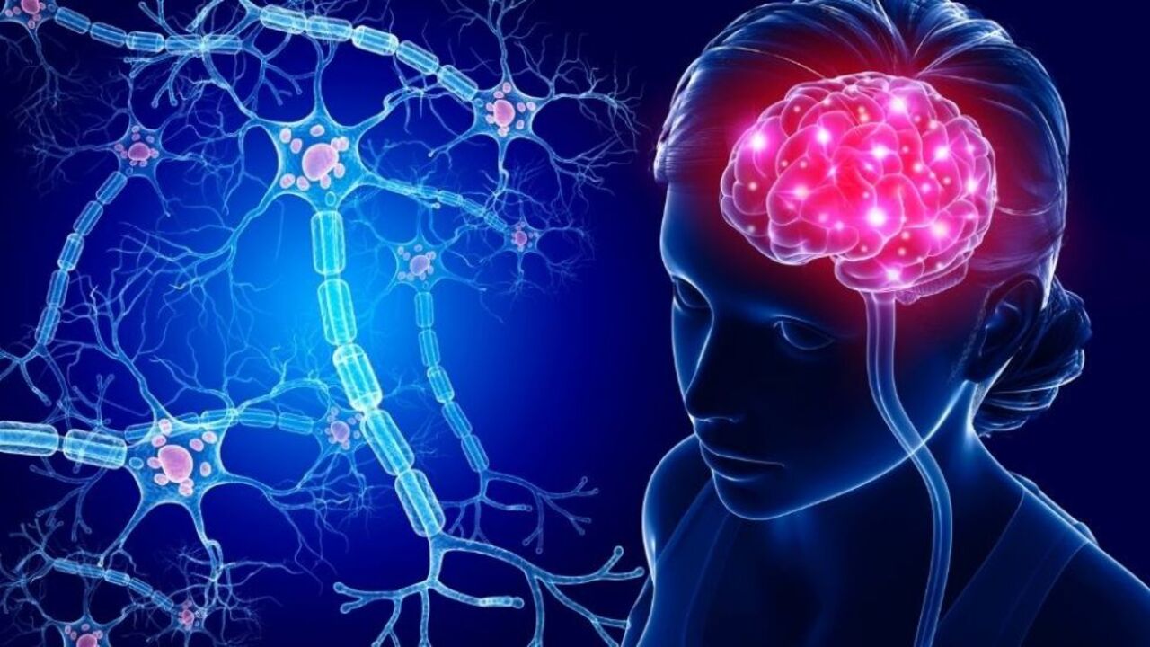 Il cervello umano non smette di crescere: nuove epoche svelano sorprese