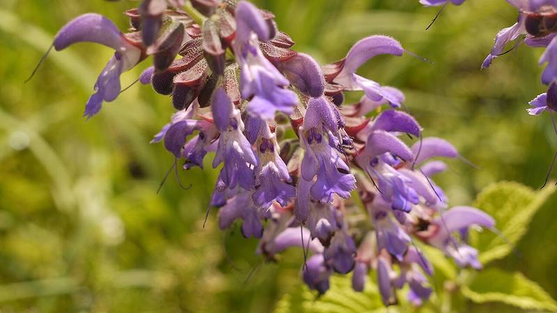 studio sulla Salvia miltiorrhiza