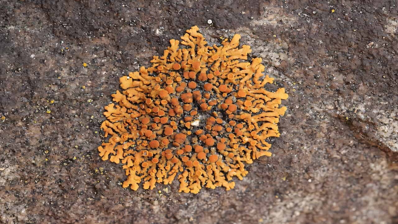 Un lichene arancione potrebbe aiutare a scoprire nuovi fossili preistorici