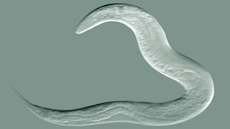 verme C. elegans