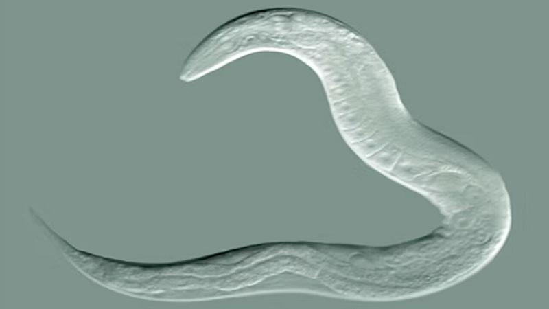 verme C. elegans