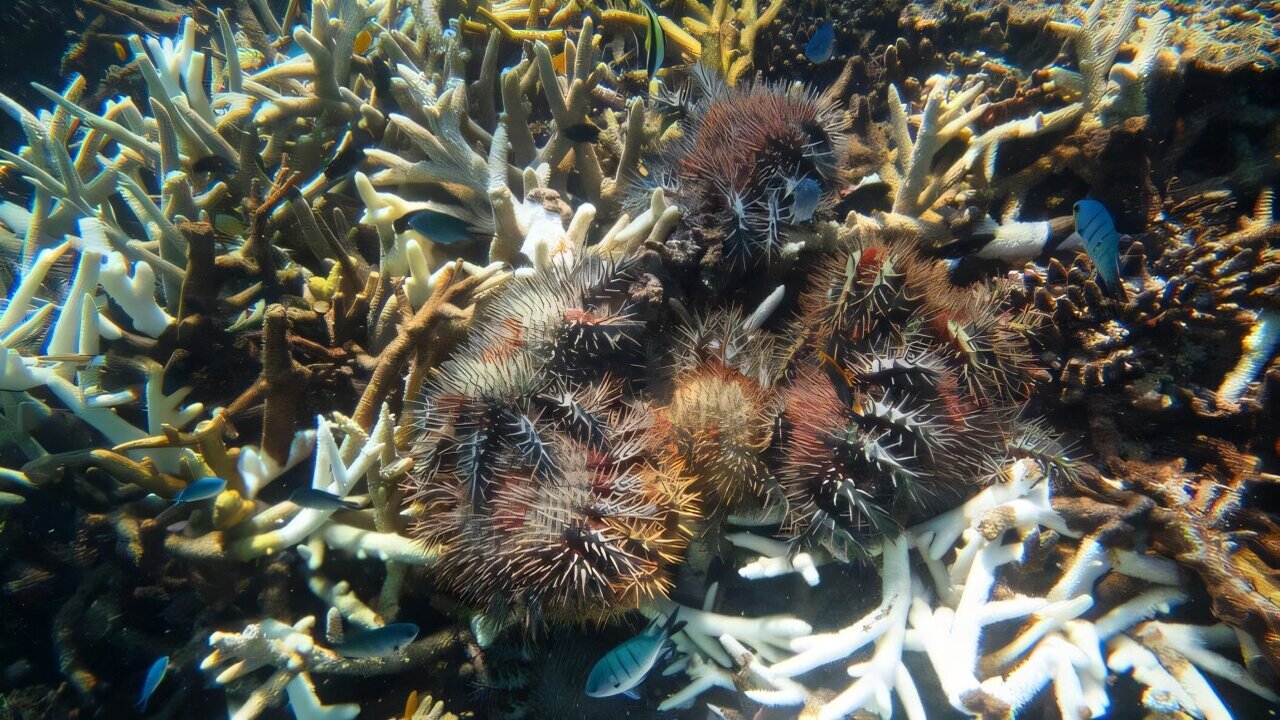 Grande Barriera Corallina: ecco la strategia che la sta salvando da una minaccia crescente