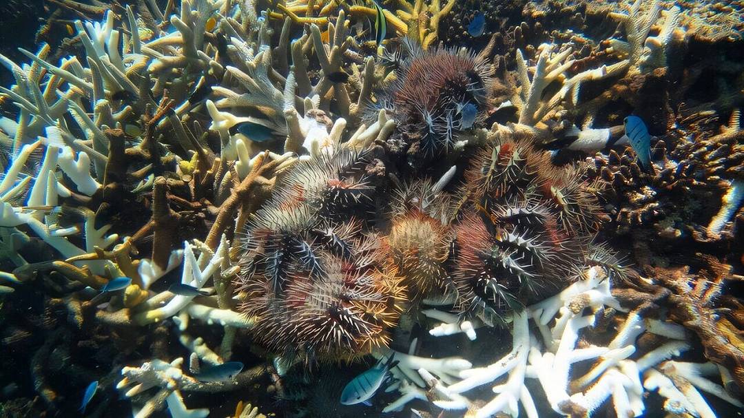 Grande Barriera Corallina: ecco la strategia che la sta salvando da una minaccia crescente