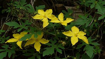 Una pianta contro la neurodegenerazione: la scoperta che apre nuove strade nella ricerca sull’Alzheimer