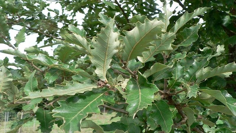Quercus afares