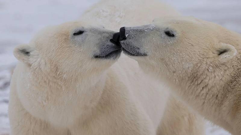 cambiamenti genetici negli orsi polari