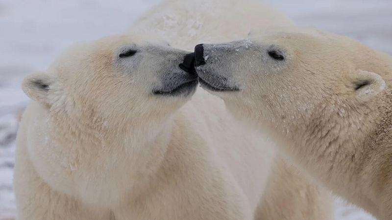 cambiamenti genetici negli orsi polari