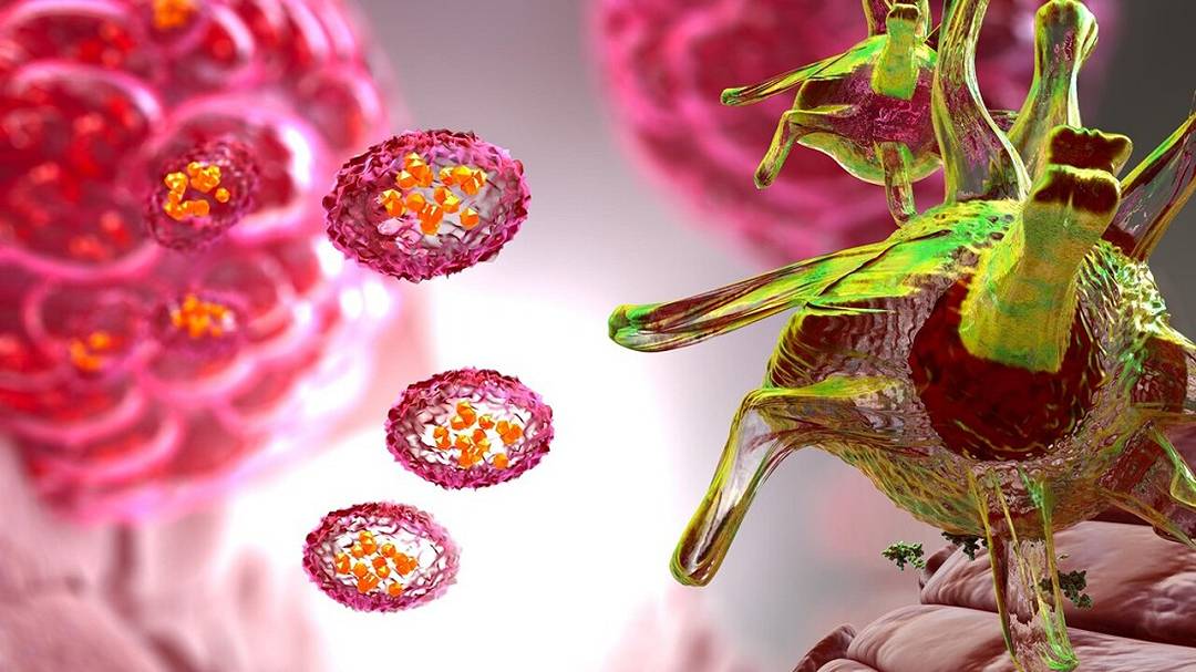 Ingegneria delle cellule dendritiche: una svolta che può trasformare la cura del cancro