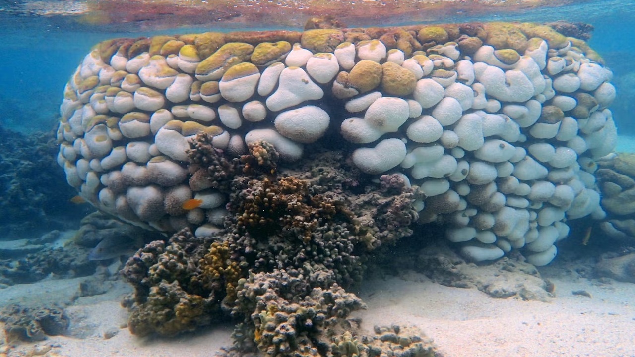 Un ecosistema millenario in pericolo: cosa sta accadendo ai coralli Goniopora