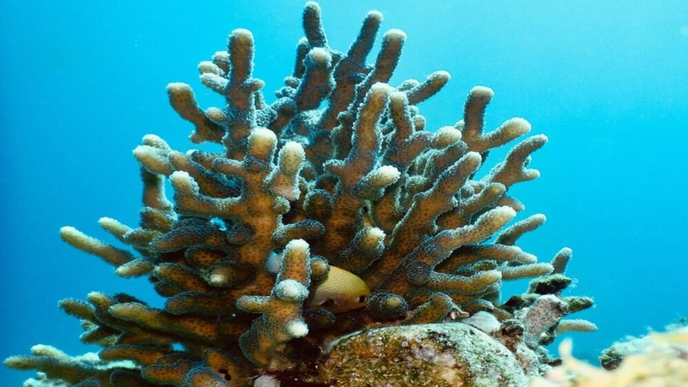 corallo pietroso Stylophora pistillata