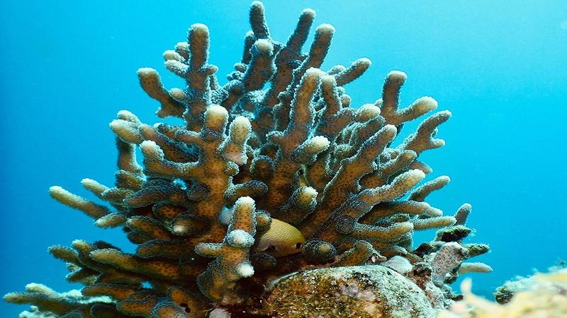 corallo pietroso Stylophora pistillata