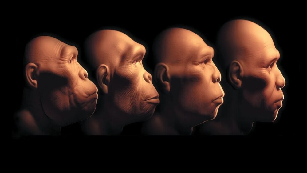 evoluzione degli umani