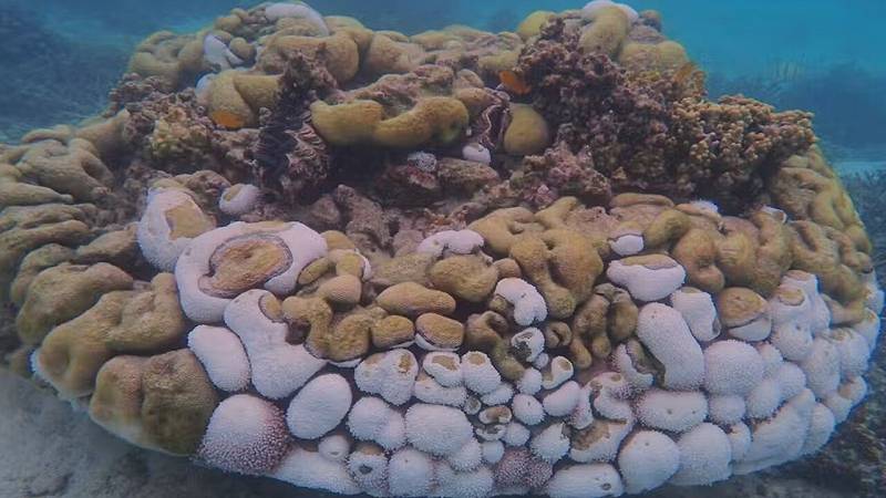 i coralli sbiancati sono stati rapidamente infettati dalla malattia delle bande nere