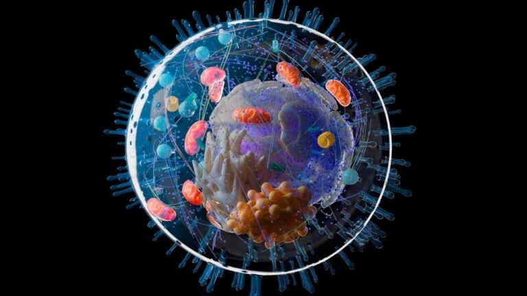 Nuove analisi genetiche riscrivono il percorso evolutivo delle cellule complesse