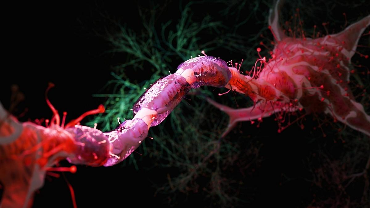 Dieta ipocalorica: il segreto per mantenere il cervello giovane