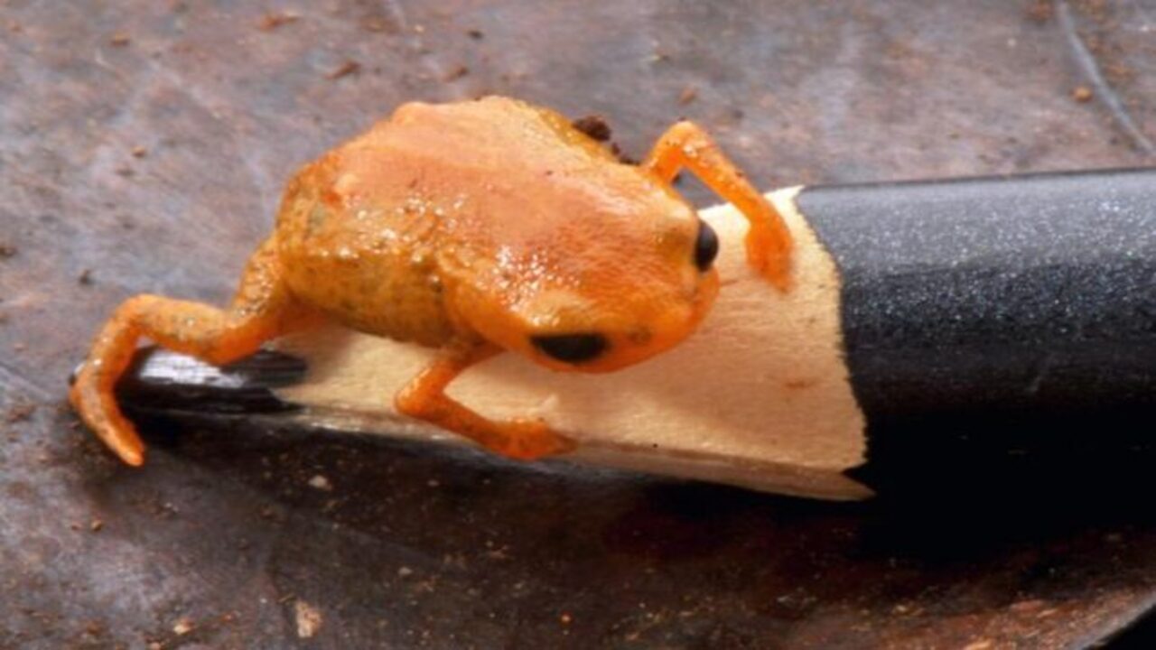 la rana arancione in miniatura, appollaiata sulla punta di una matita