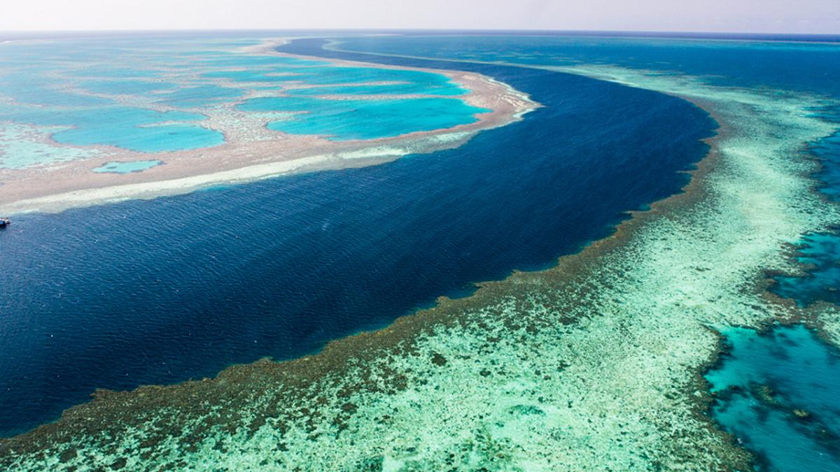 Ricerca sui coralli: l’inedita scoperta sul loro vero bilancio energetico