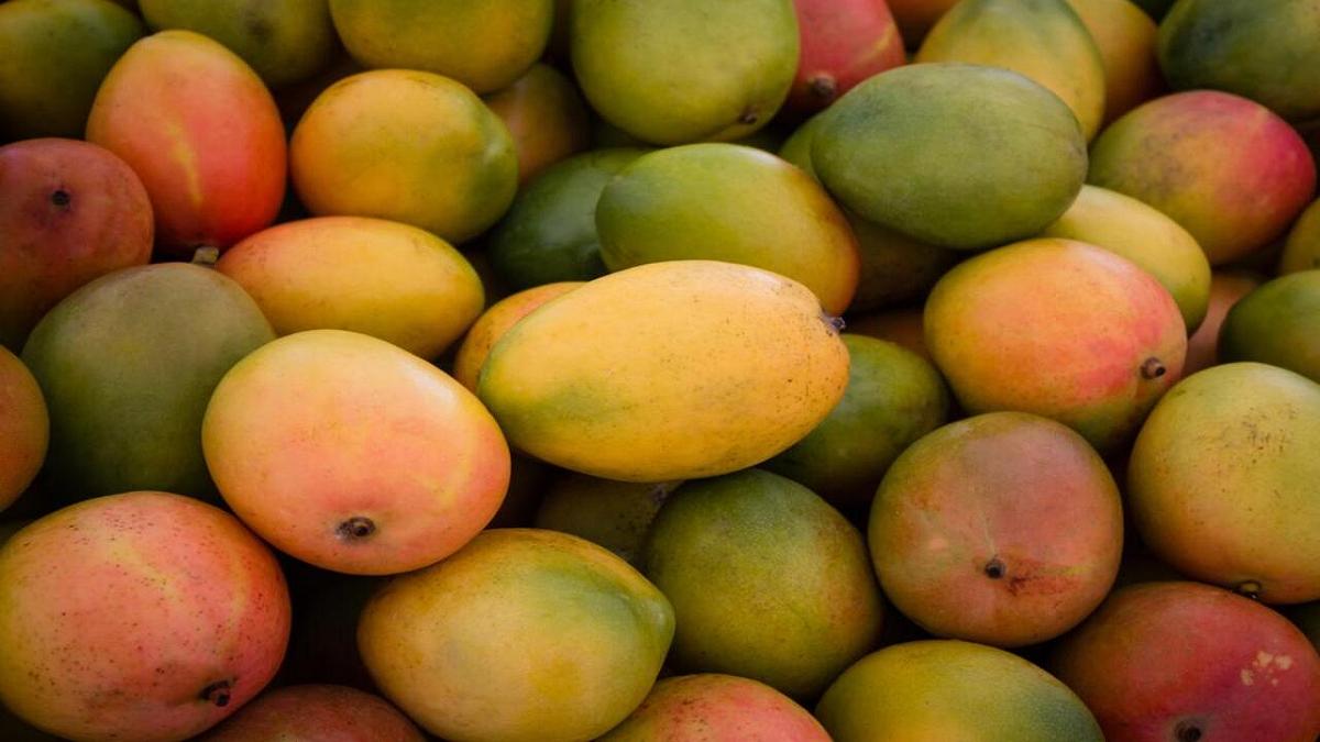 Mango che cadono prematuramente dagli alberi: la soluzione potrebbe essere già in laboratorio