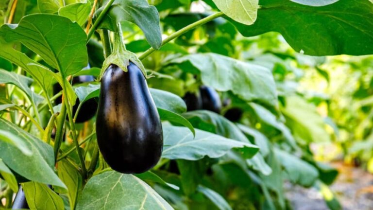Melanzane più ricche di antocianine: il ruolo sorprendente della famiglia genica BBX