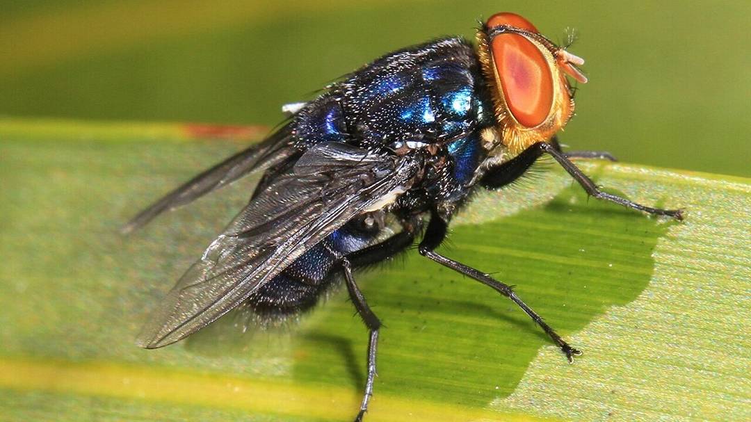 Una mosca carnivora potrebbe tornare negli Stati Uniti: allarme tra allevatori e veterinari