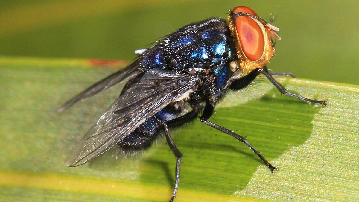 Una mosca carnivora potrebbe tornare negli Stati Uniti: allarme tra allevatori e veterinari