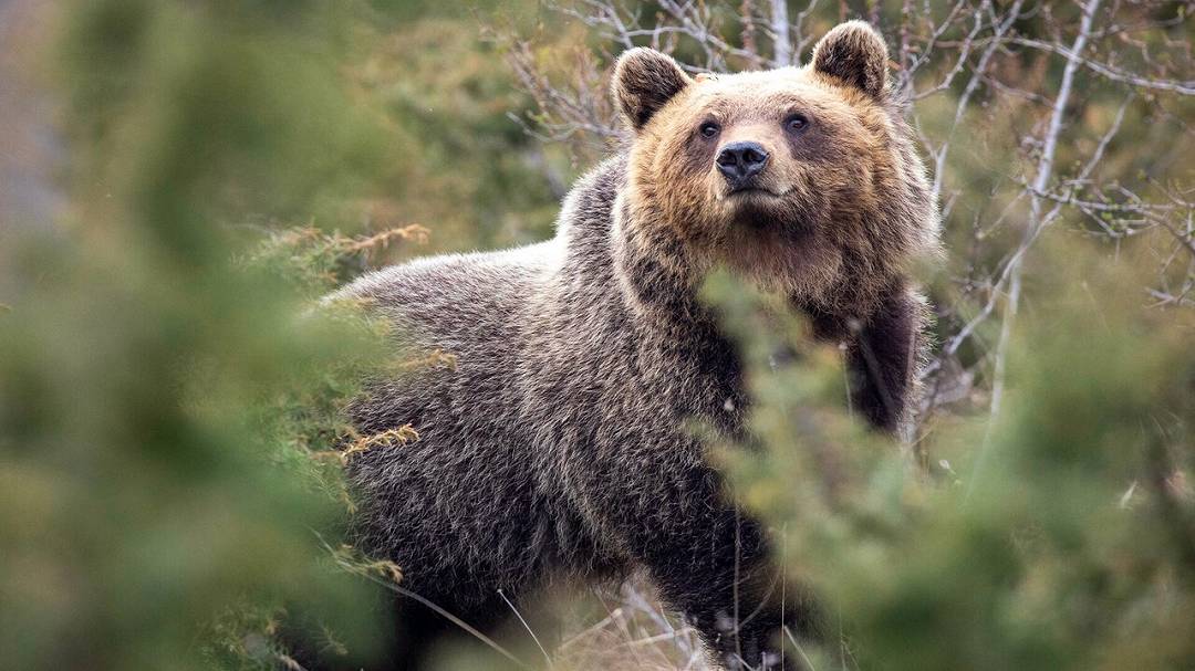 Un nuovo studio rivela come la convivenza con l’uomo abbia cambiato gli orsi appenninici