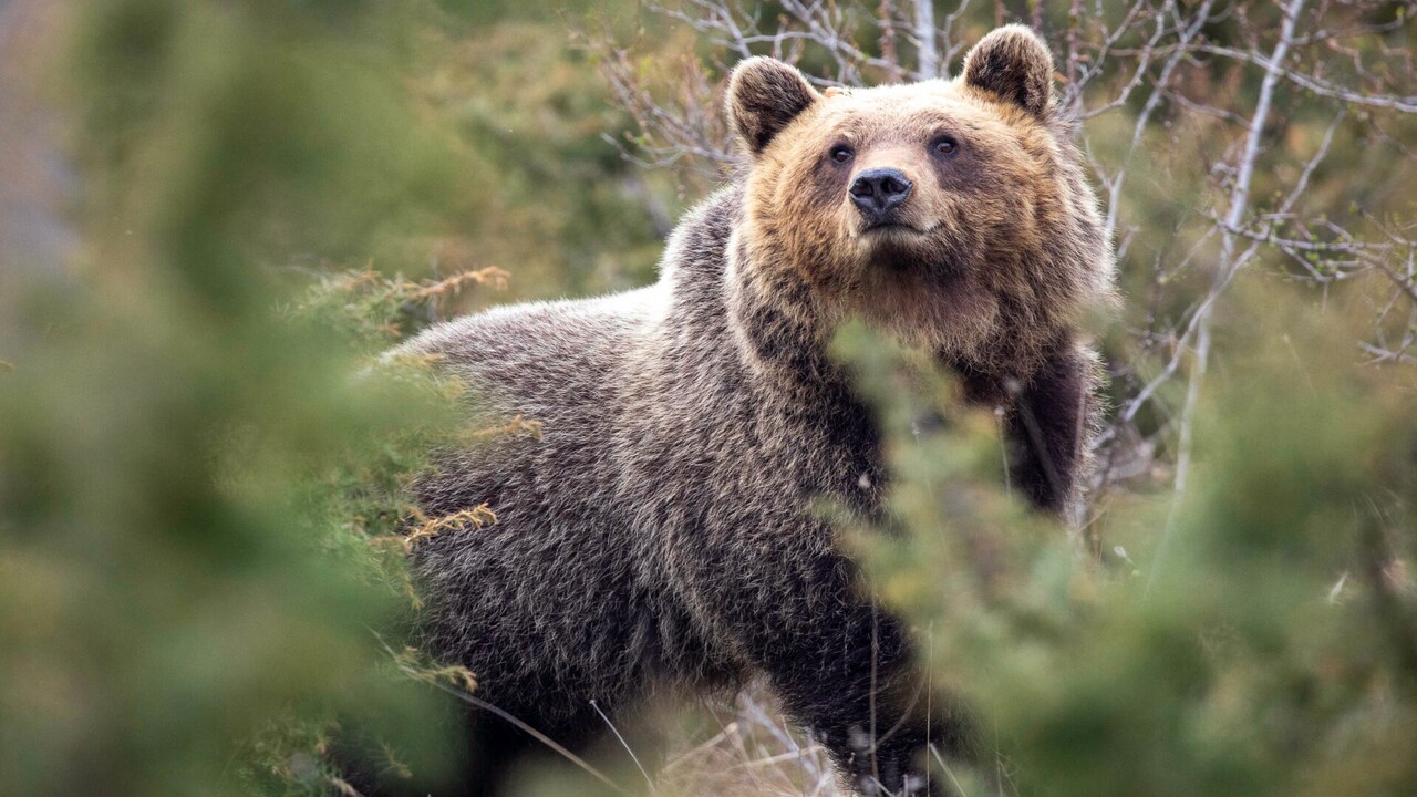 Un nuovo studio rivela come la convivenza con l’uomo abbia cambiato gli orsi appenninici