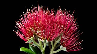 Un Natale in piena fioritura: la sorprendente biodiversità delle piante neozelandesi