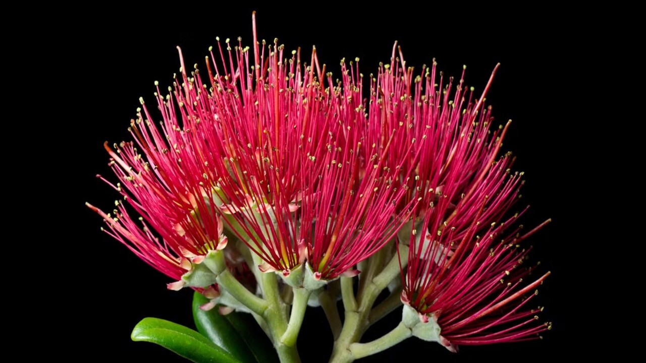 pianta da fiore della Nuova Zelanda